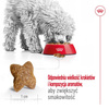 Royal Canin Mini Adult 800g Karma Sucha Dla Psów Dorosłych Ras Małych