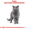 ROYAL CANIN British Shorthair 85g karma mokra w sosie dla kotów dorosłych rasy brytyjski krótkowłosy