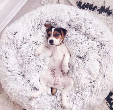 Legowisko Dla Psa I Kota Pluszowe M 60cm Ciepłe Biało Szare