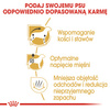 Royal Canin BHN Dachshund Adult 7,5kg Karma Sucha Dla Psów Dorosłych Rasy Jamnik