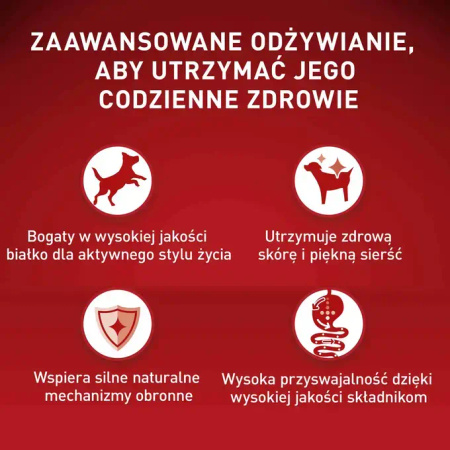 Purina ONE Mini Sensitive z Łososiem i Ryżem 3x800g Sucha Karma Dla Psów Małych Ras