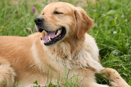 Miska Spowalniająca Jedzenie Dla Psa Kota Niebieska