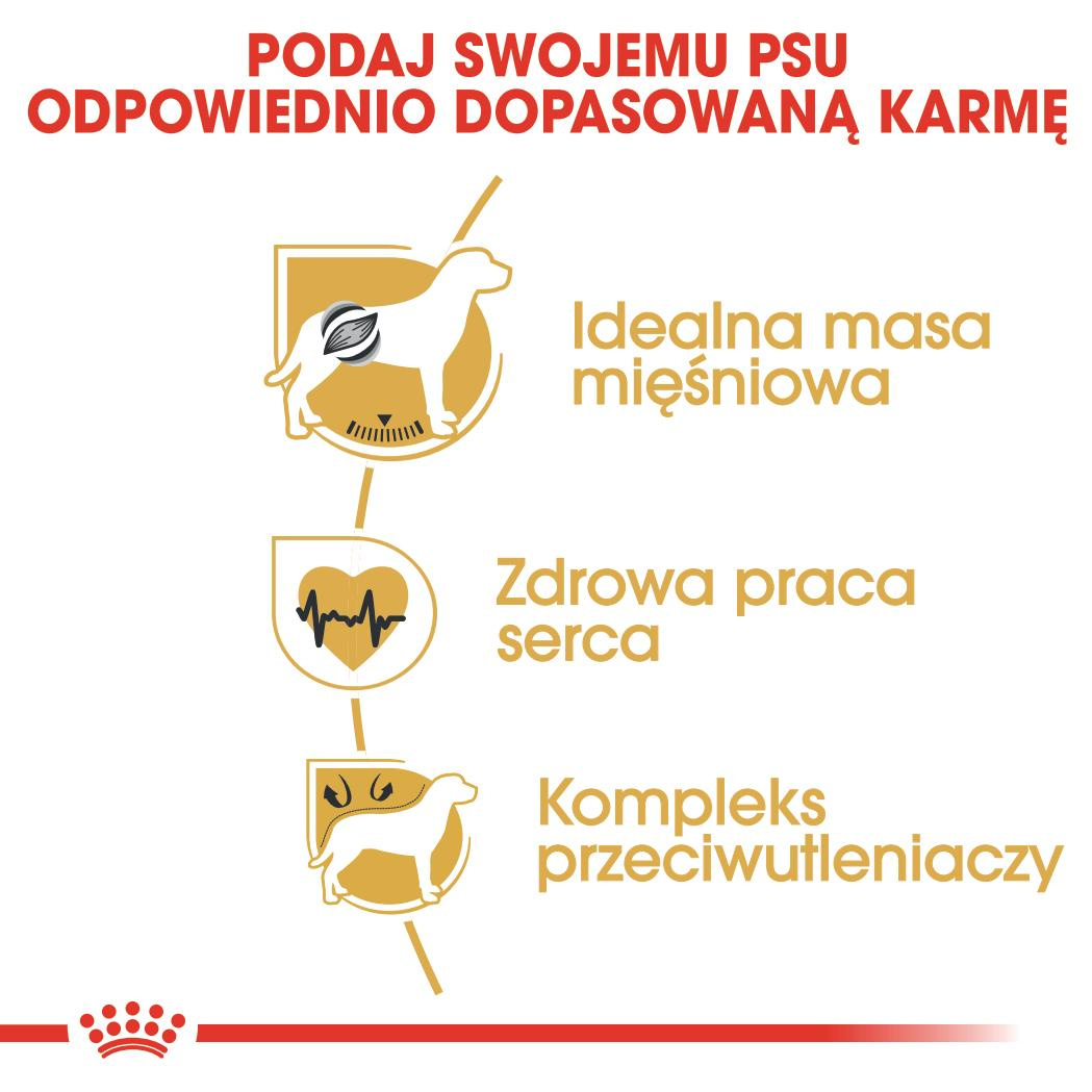 Karma Sucha Dla Psów Dorosłych Rasy Bokser