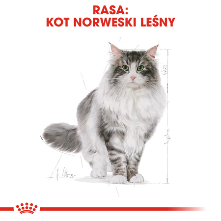 Royal Canin FBN Norvegian Forest Cat Adult 10kg Karma Sucha Dla Kotów Dorosłych Rasy Norweski Leśny
