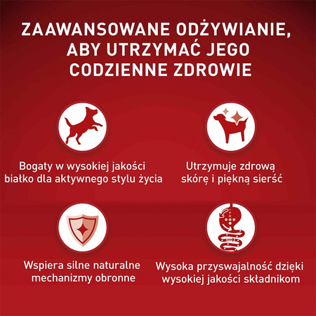 Purina One Mini Adult 6x800g Sucha Karma Dla Psów Małych Ras Z Wołowiną I Ryżem