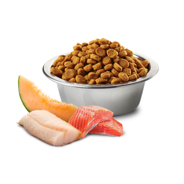Farmina N&D Dog Ocean Adult Mini Sucha Karma Dla Psów Z Łososiem Dorszem I Melonem