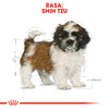 Royal Canin BHN Shih Tzu Puppy 500g Karma Sucha Dla Szczeniąt Do 10 Miesiąca Rasy Shih Tzu