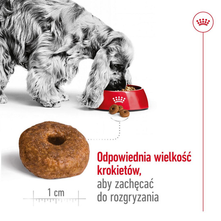 Royal Canin Medium Ageing 10+ 15kg Sucha Karma dla Psów Dojrzałych Powyżej 10 Roku Życia Średnich Ras
