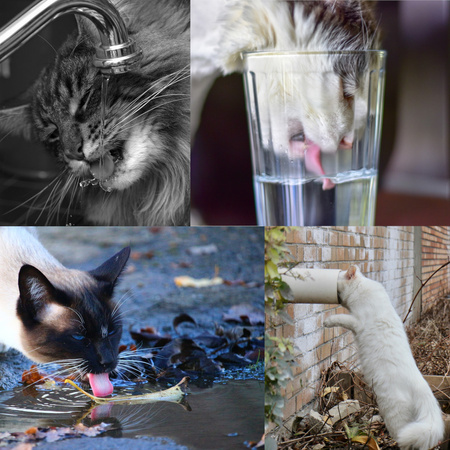 Fontanna Dla Kota I Psa 2,4L Automatyczny Dozownik Wody Poidełko Z Filtrem