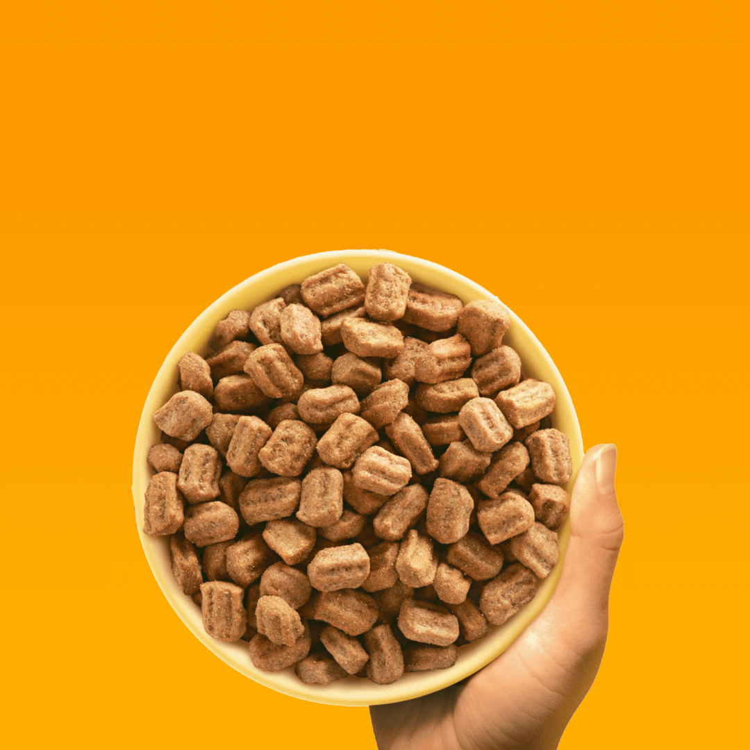 Pedigree Professional Nutrition Adult Maxi Sucha Karma Dla Psów Ras Dużych