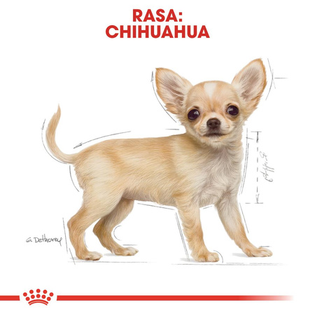 Royal Canin BHN Chihuahua Puppy 1,5kg Karma Sucha Dla Szczeniąt Do 10 Miesiąca Rasy Chihuahua