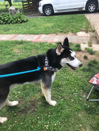 Mocna Smycz 1.8m Dla Dużych Silnych Psów Psa Odblaskowa NIEBIESKA