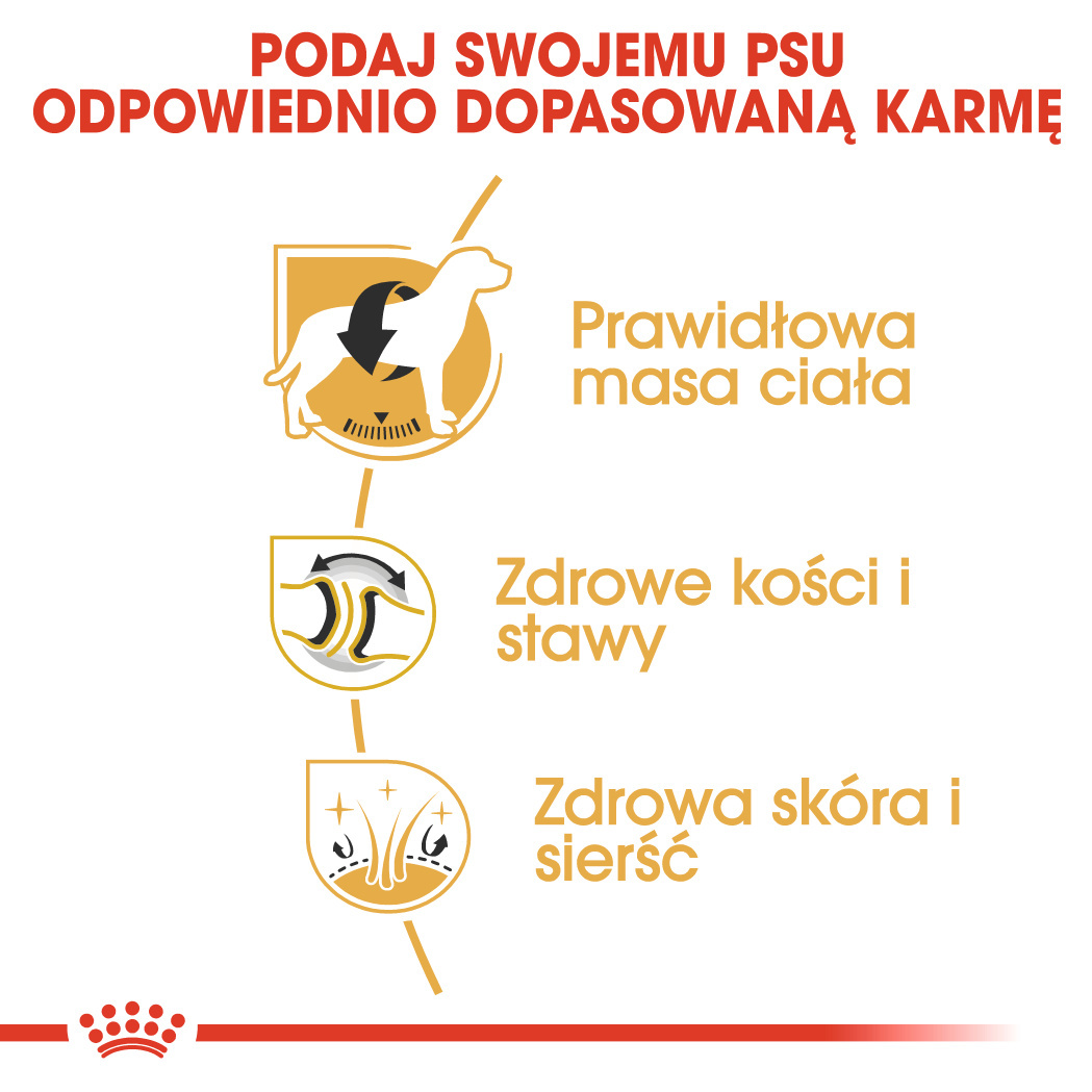 Karma Sucha Dla Psów Dorosłych Rasy Labrador Retriever