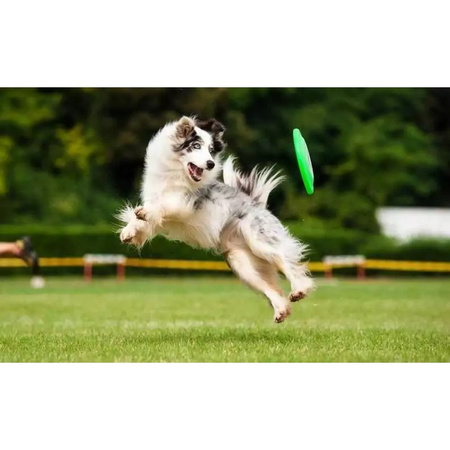 Frisbee Gumowa Zabawka Dla Psa Latający Dysk Kolor Zielony Średnica 18cm