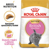 Royal Canin FBN British Shorthair Kitten 2kg Karma Sucha Dla Kociąt Do 12 Miesiąca Rasy Brytyjski Krótkowłosy