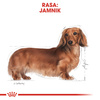 Royal Canin BHN Dachshund Adult 1,5kg Karma Sucha Dla Psów Dorosłych Rasy Jamnik