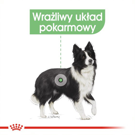 Royal Canin CCN Medium Digestive Care 3kg Karma Sucha Dla Psów Ras Średnich O Wrażliwym Przewodzie Pokarmowym