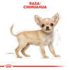 Royal Canin BHN Chihuahua Puppy 1,5kg Karma Sucha Dla Szczeniąt Do 10 Miesiąca Rasy Chihuahua