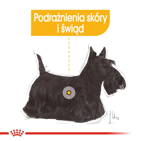 Royal Canin CCN Mini Dermacomfort 1kg Karma Sucha Dla Psów Dorosłych Ras Małych O Wrażliwej Skórze Skłonnej Do Podrażnień
