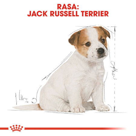 Royal Canin BHN Jack Russell Terrier Puppy 1,5kg Karma Sucha Dla Szczeniąt Do 10 Miesiąca Rasy Jack Russel Terrier