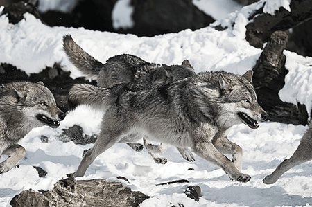 Przysmak dla Psa w kostkach ALPHA SPIRIT PROSCIUTTO Szynka Włoska 50g, 85% naturalnego mięsa