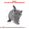 Royal Canin FBN British Shorthair Kitten 10kg Karma Sucha Dla Kociąt Do 12 Miesiąca Rasy Brytyjski Krótkowłosy