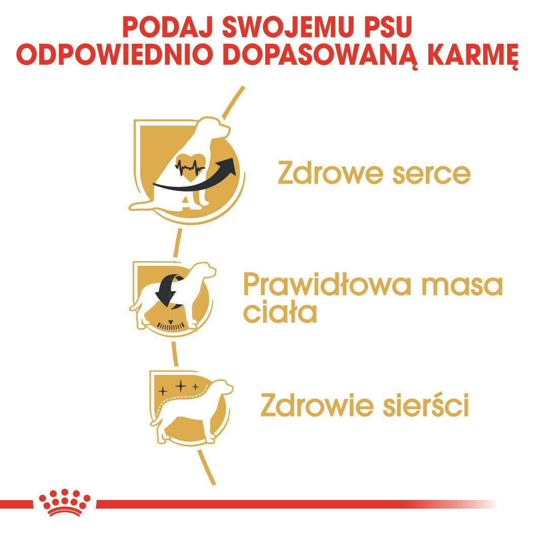 Karma Sucha Dla Psów Dorosłych Rasy Cavalier King Charles Spaniel