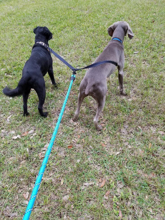 Mocna Smycz 3m Dla Duzych Silnych Psów Psa Odblaskowa NIEBIESKA