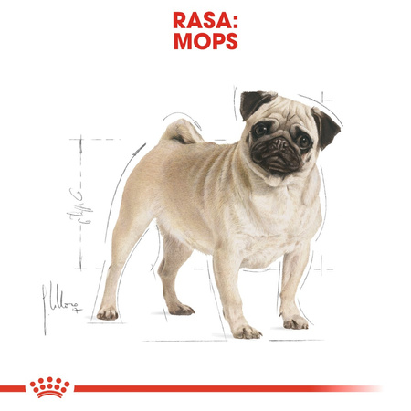 Royal Canin BHN Pug Adult 1,5kg Karma Sucha Dla Psów Dorosłych Rasy Mops