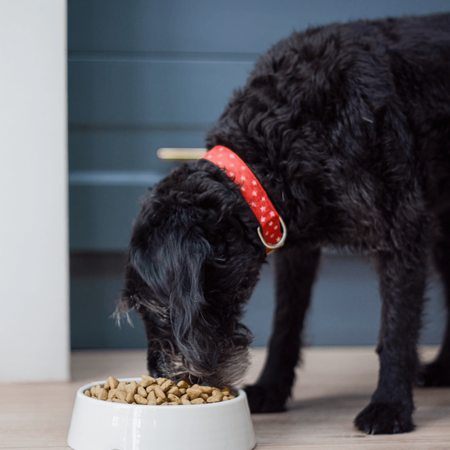 James Wellbeloved Senior 2kg Sucha Karma Dla Starszych Psów Bogata W Indyka I Ryż