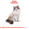 Royal Canin FBN Ragdol Adult 10kg Karma Sucha Dla Kotów Dorosłych Rasy Ragdoll