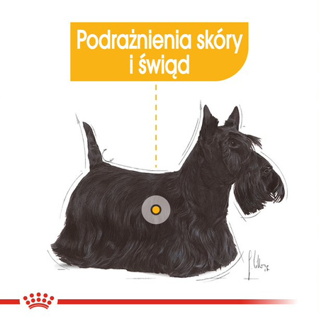 Royal Canin CCN Dermacomfort 24x85g Karma Mokra Pasztet Dla Psów Dorosłych O Wrażliwej Skórze Skłonnej Do Podrażnień